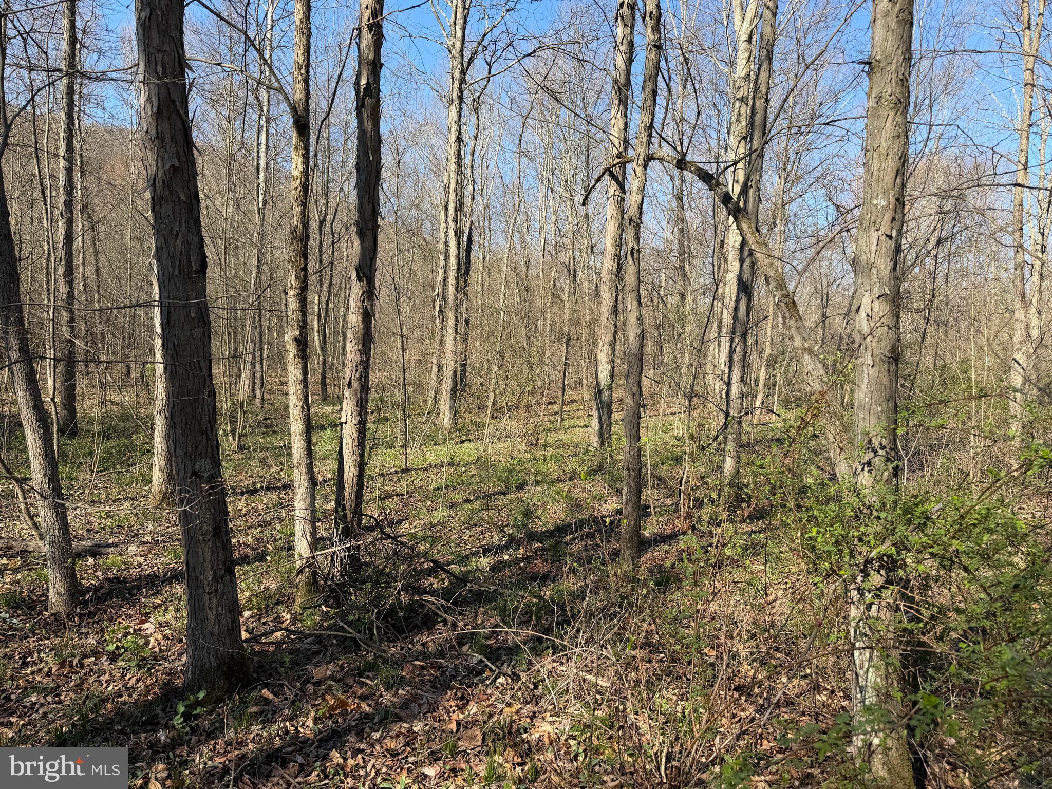 129-acres Black Hollow Road Schellsburg, PA 15559 - Photo 25 of 72 a view of forest