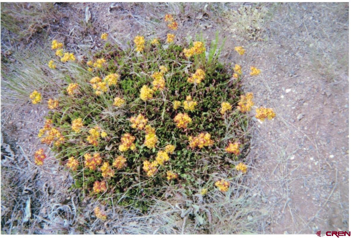 27255 Rd P Dolores, CO 81323 - Photo 18 of 45 a view of a tree
