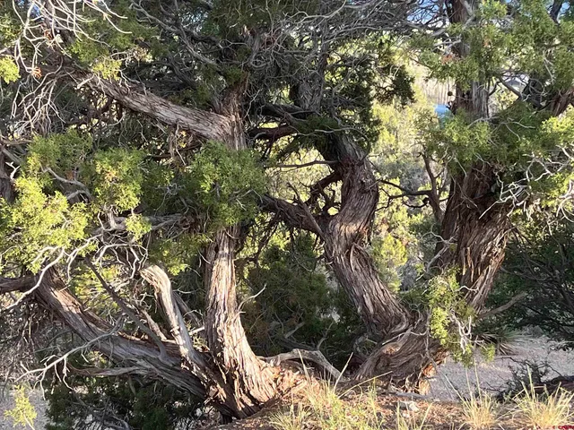 $599,000 | 27255 Rd P, Dolores, CO 81323