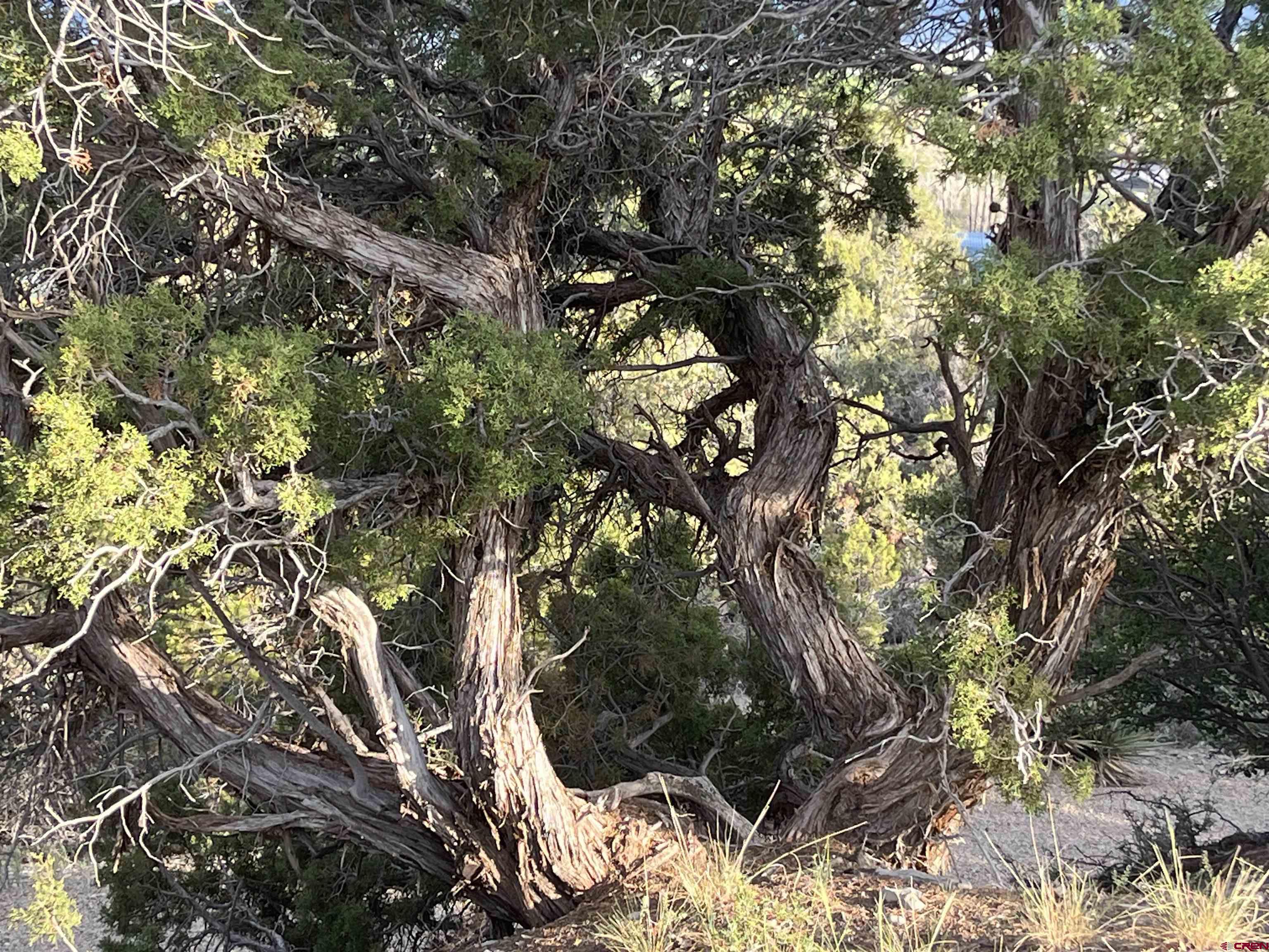 27255 Rd P Dolores, CO 81323 - Photo 36 of 45