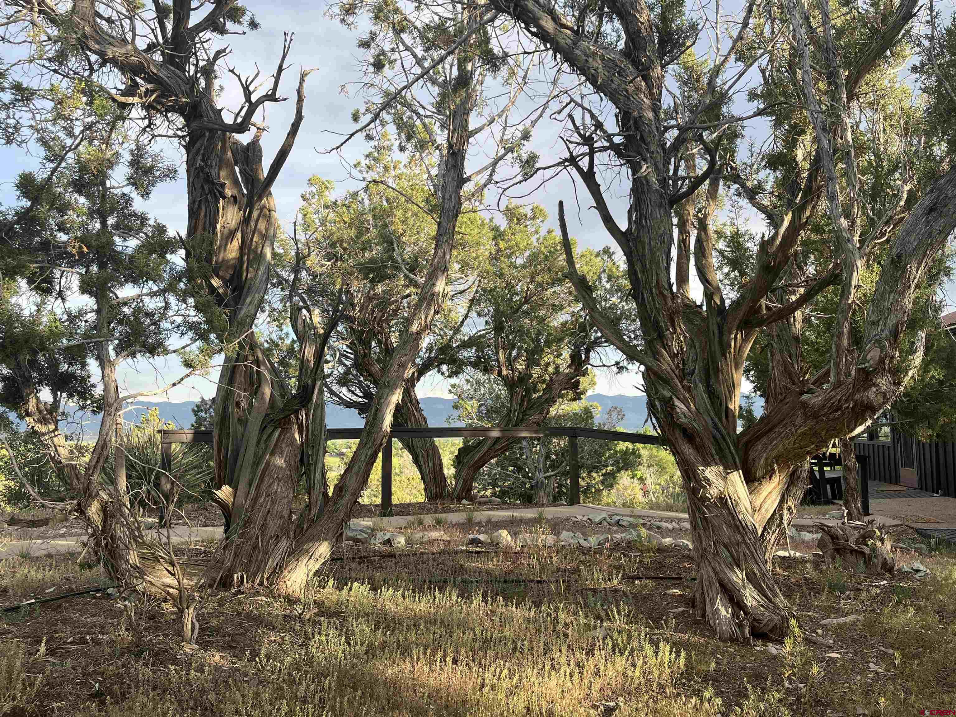 27255 Rd P Dolores, CO 81323 - Photo 37 of 45 a view of tree covered with trees