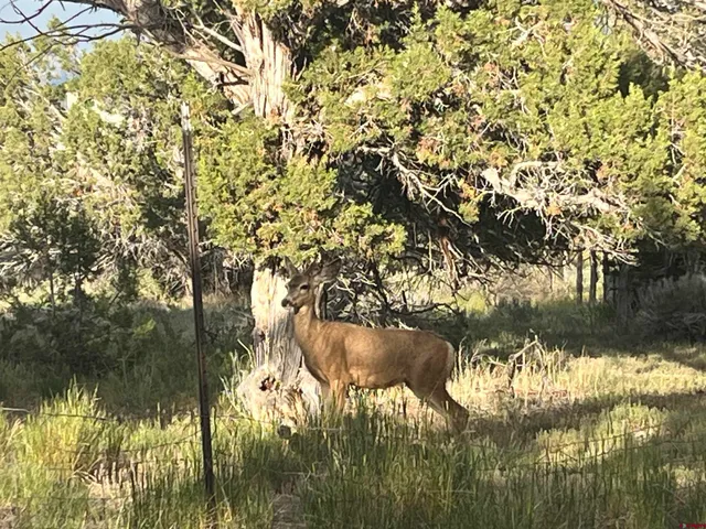 $599,000 | 27255 Rd P, Dolores, CO 81323