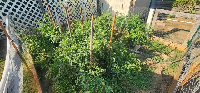 a view of a yard with plants
