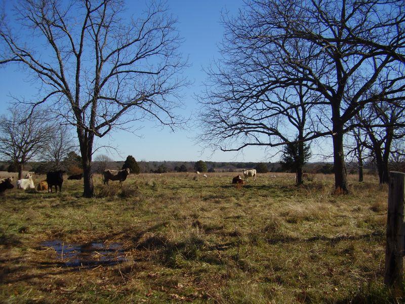 Tbd Roffe Drive Houston, MO 65483 - Photo 1 of 1 2039main photo.jpg