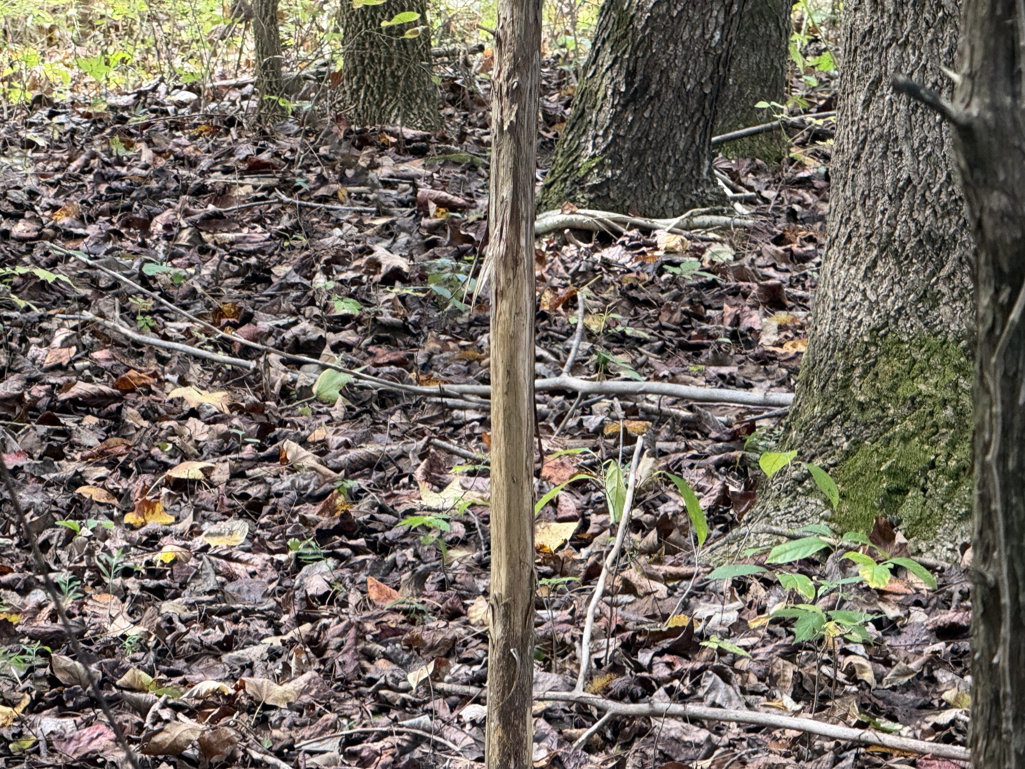 0 Fairfield Road Bethpage, TN 37022 - Photo 6 of 11