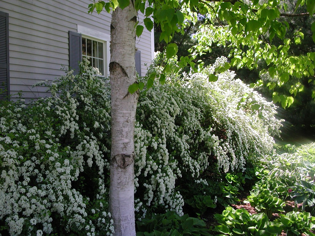 3 Clematis Road Lexington, MA 02421 - Photo 20 of 25 Gallery Image 20