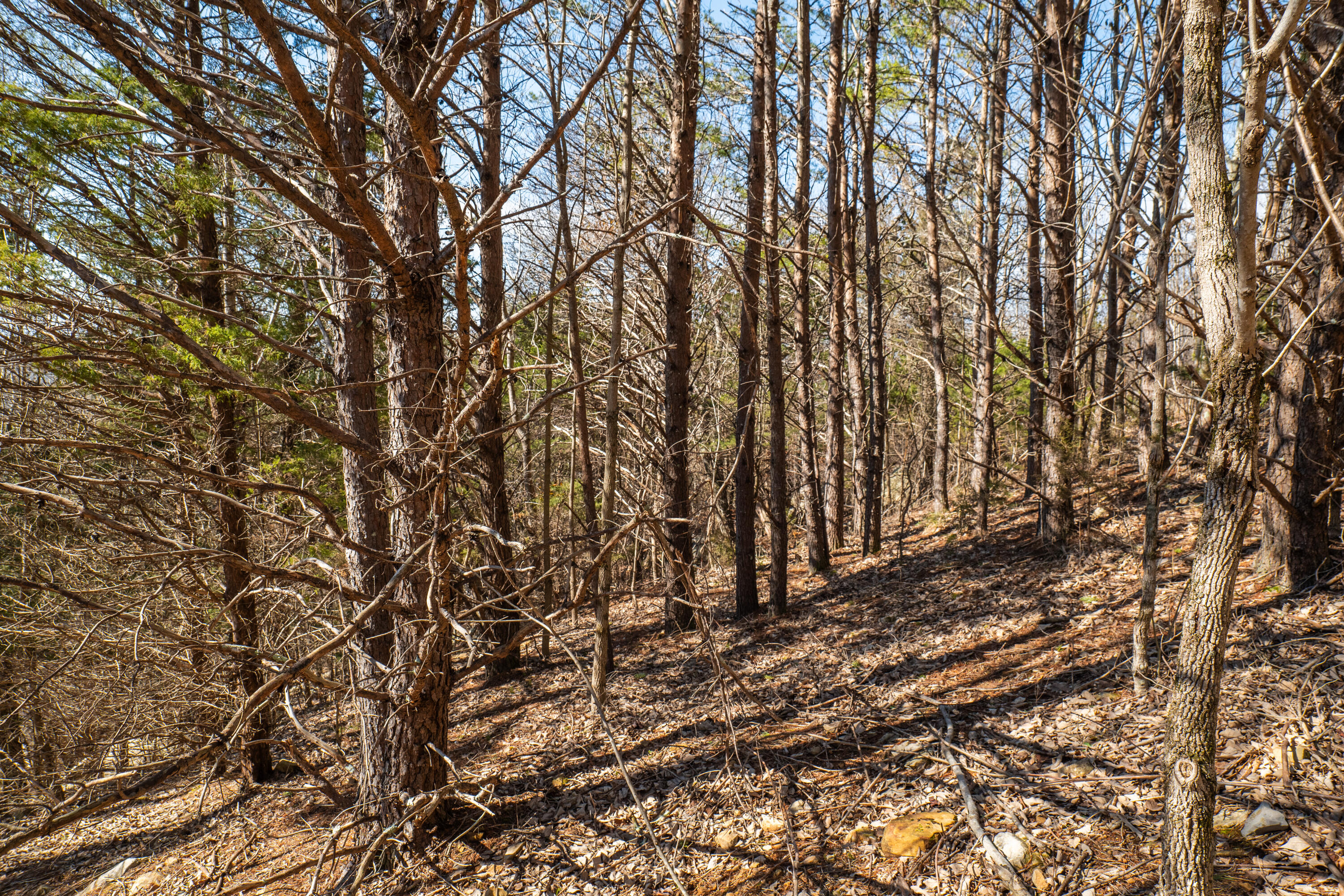 400 Graham Road, Unit 63 ACRES Dunlap, TN 37327 - Photo 8 of 12 overlook-5