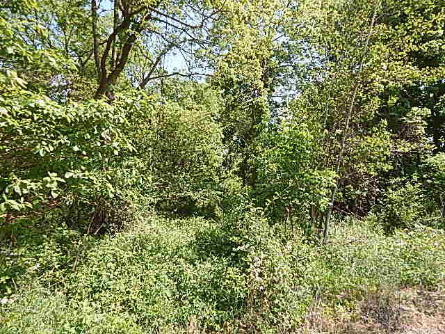 2512 19 Mile Road Tekonsha, MI 49092 - Photo 15 of 30 DSCN9934
