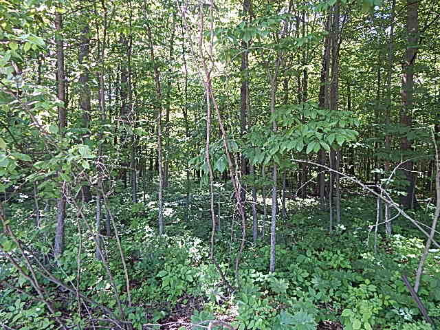 2512 19 Mile Road Tekonsha, MI 49092 - Photo 22 of 30 DSCN9941