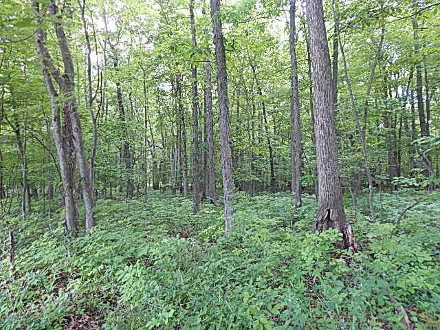 2512 19 Mile Road Tekonsha, MI 49092 - Photo 26 of 30 DSCN9945