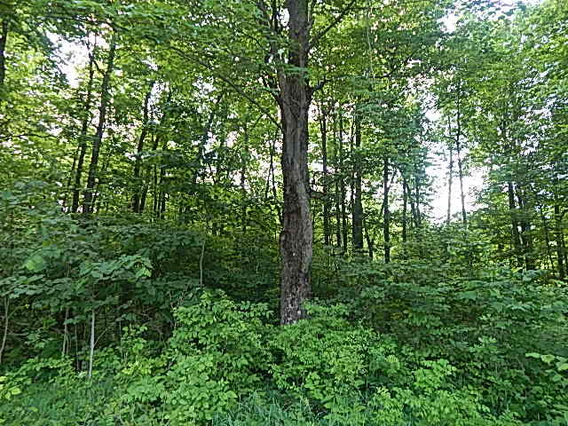 2512 19 Mile Road Tekonsha, MI 49092 - Photo 27 of 30 DSCN9946