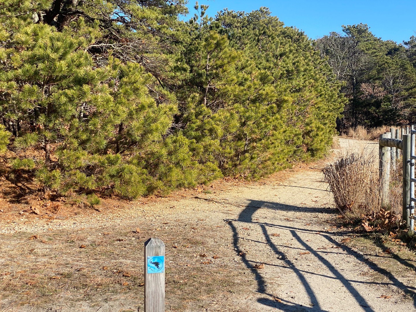 101 Tradewinds Road Oak Bluffs, MA 02557 - Photo 45 of 59 a street view with tall trees