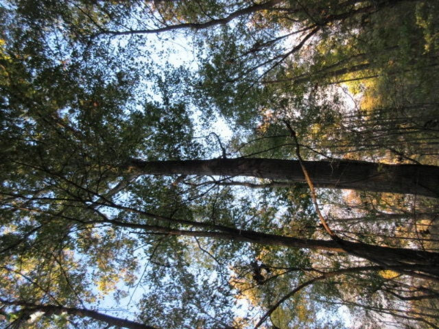 Herrington Road Perry, MI 48872 - Photo 25 of 38 IMG_2036