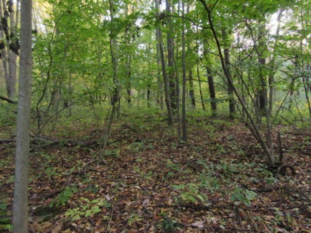 Herrington Road Perry, MI 48872 - Photo 31 of 38 IMG_2044