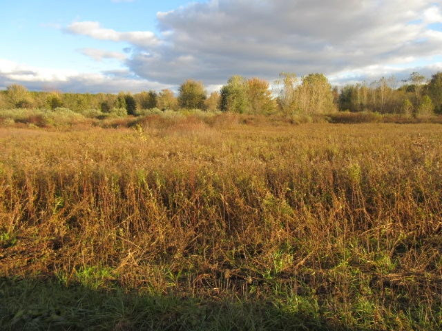 Herrington Road Perry, MI 48872 - Photo 4 of 38 IMG_2002