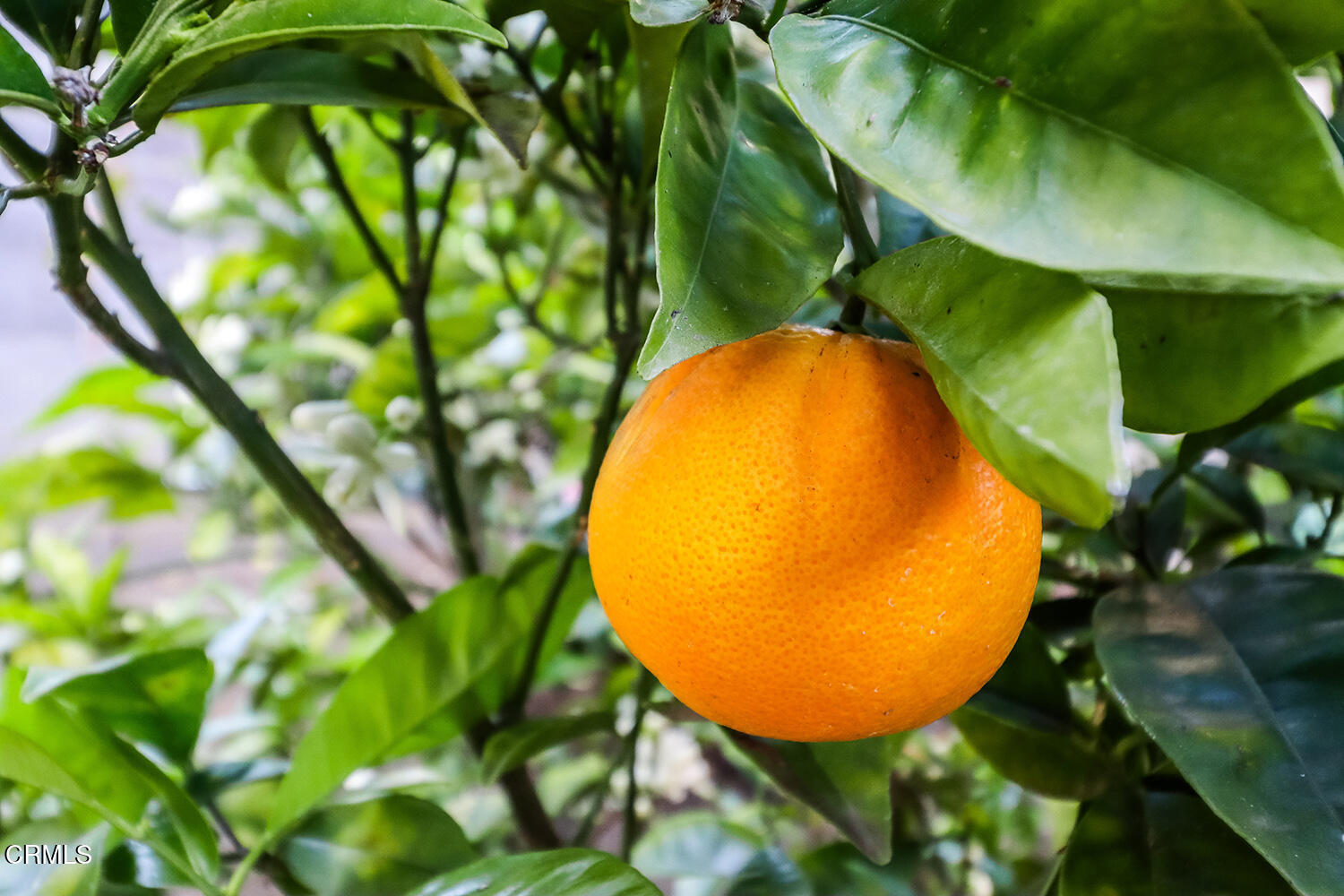 2671 Beacon Avenue Ventura, CA 93003 - Photo 35 of 37 BE39iBackyard11