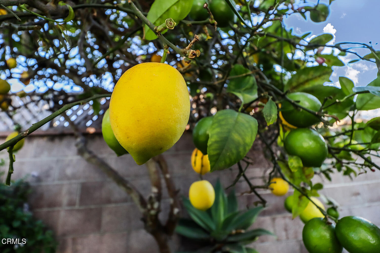 2671 Beacon Avenue Ventura, CA 93003 - Photo 36 of 37 BE40iBackyard12