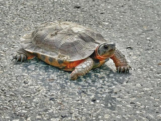184 Fork Run Road Sheffield, PA 16347 - Photo 20 of 21 Gallery Image 20