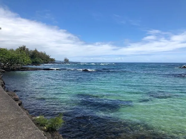 a garden with palm trees