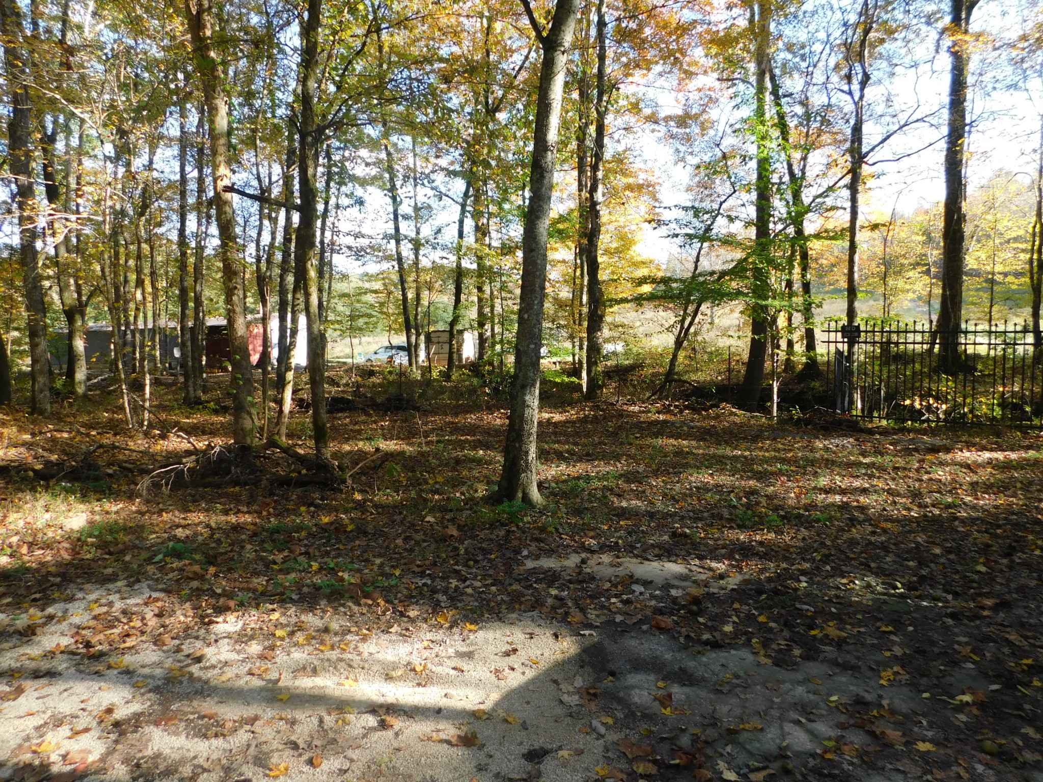 1869 Gander Branch Road Waverly, TN 37185 - Photo 15 of 46 a view of tree s with green space