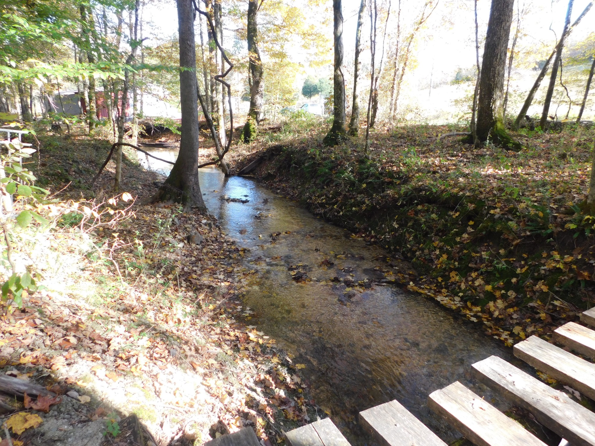 1869 Gander Branch Road Waverly, TN 37185 - Photo 3 of 46 a view of a yard with plants and trees