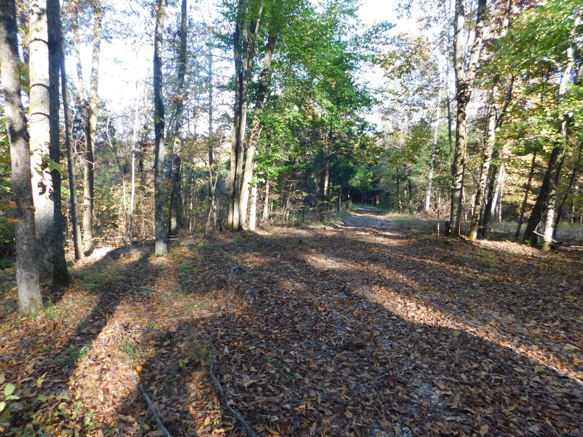 1869 Gander Branch Road Waverly, TN 37185 - Photo 34 of 46 a backyard of a house with lots of green space