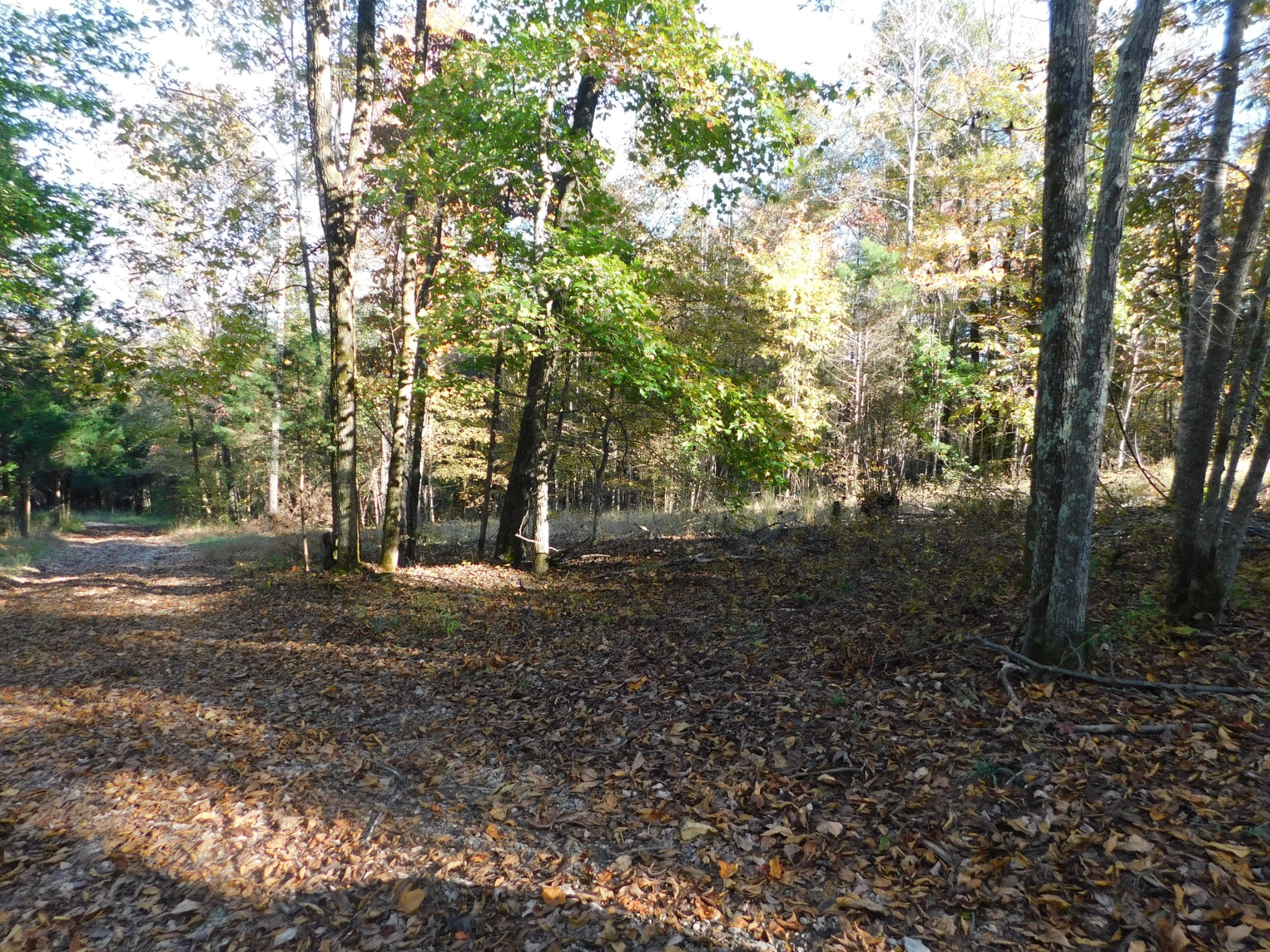 1869 Gander Branch Road Waverly, TN 37185 - Photo 35 of 46 a view of outdoor space with green space