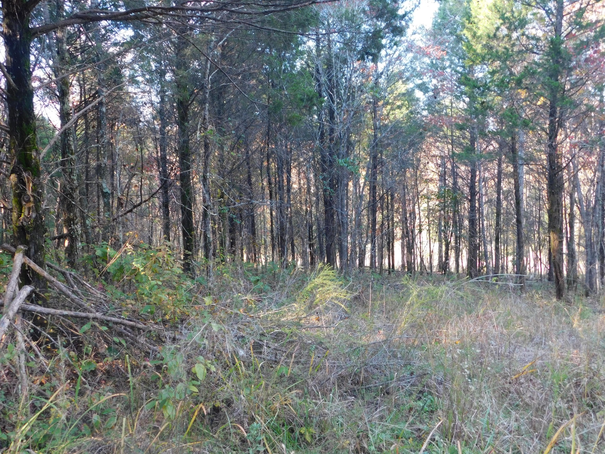1869 Gander Branch Road Waverly, TN 37185 - Photo 38 of 46 a view of a forest with trees