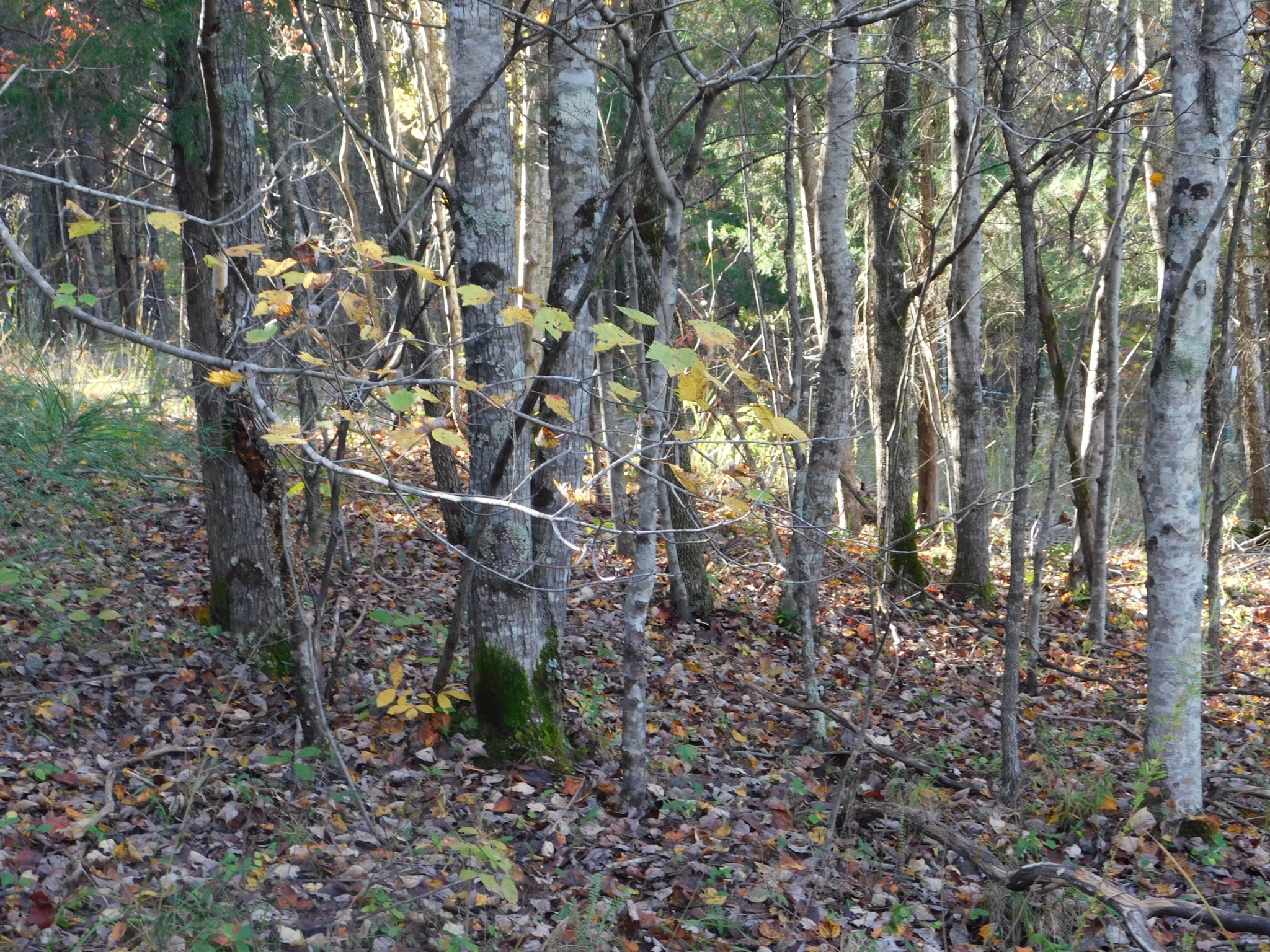 1869 Gander Branch Road Waverly, TN 37185 - Photo 40 of 46 a view of outdoor space with trees