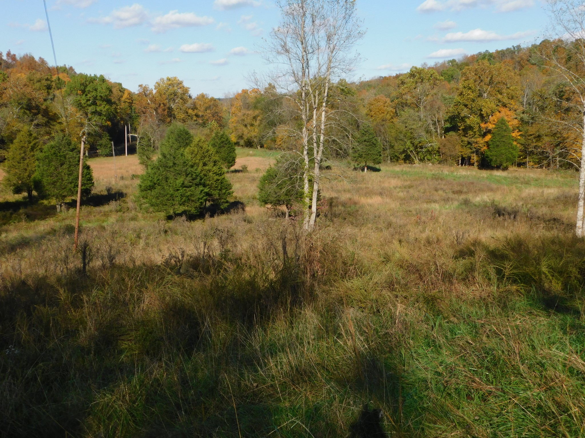 1869 Gander Branch Road Waverly, TN 37185 - Photo 43 of 46 a view of a lush green forest with lots of trees