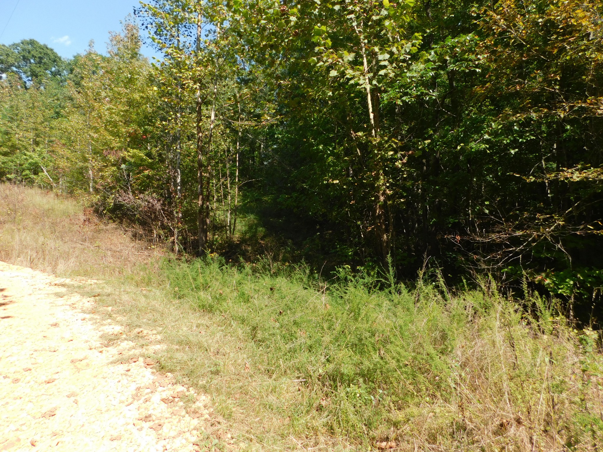 1869 Gander Branch Road Waverly, TN 37185 - Photo 7 of 46 a view of a yard