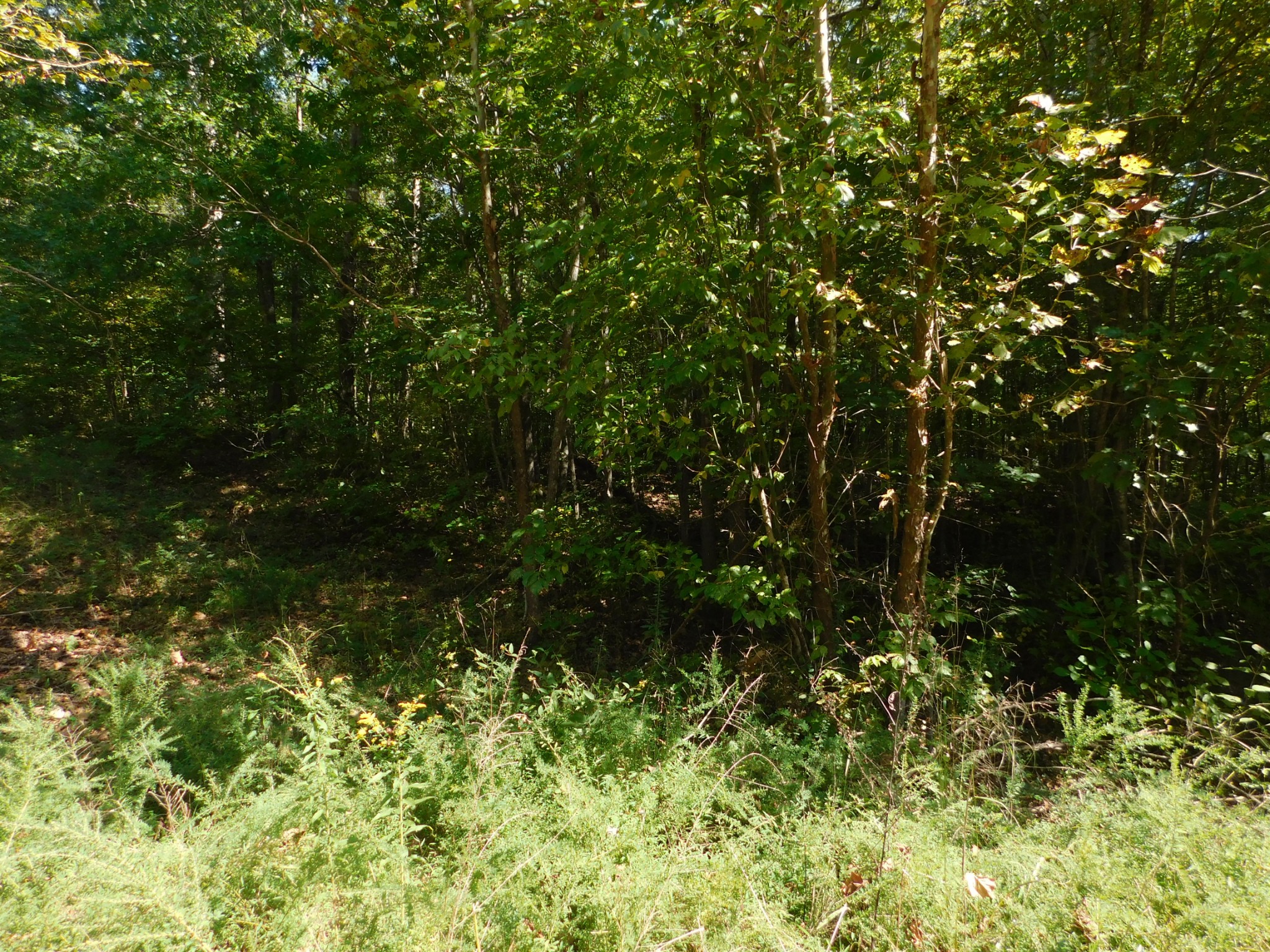 1869 Gander Branch Road Waverly, TN 37185 - Photo 9 of 46 a view of a tree