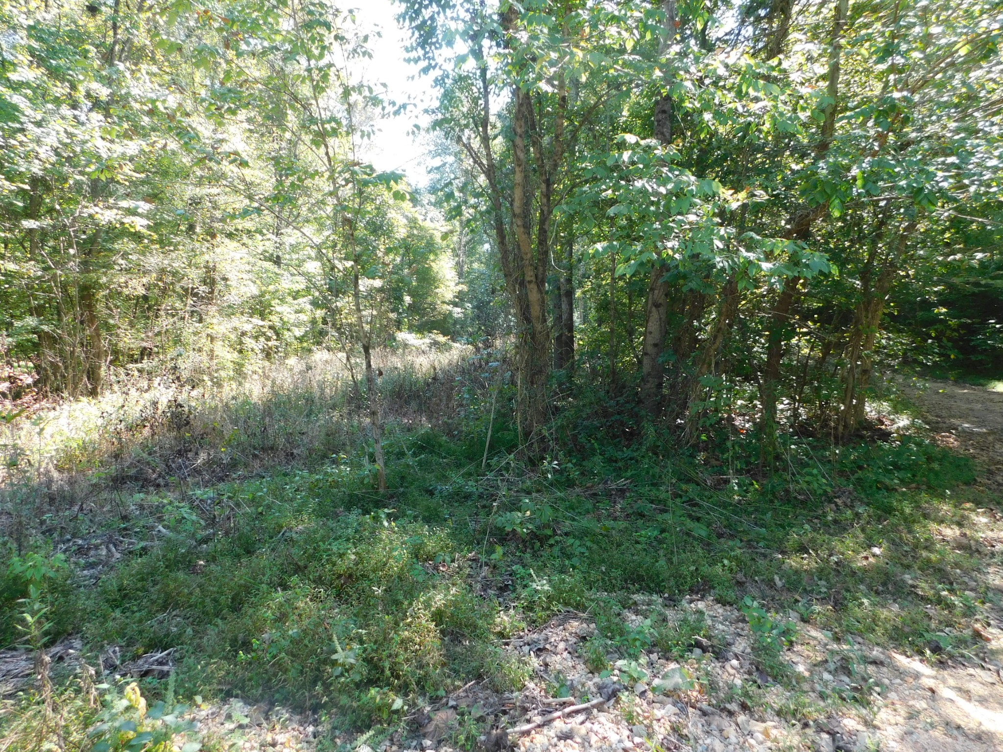 1869 Gander Branch Road Waverly, TN 37185 - Photo 10 of 46 a view of forest