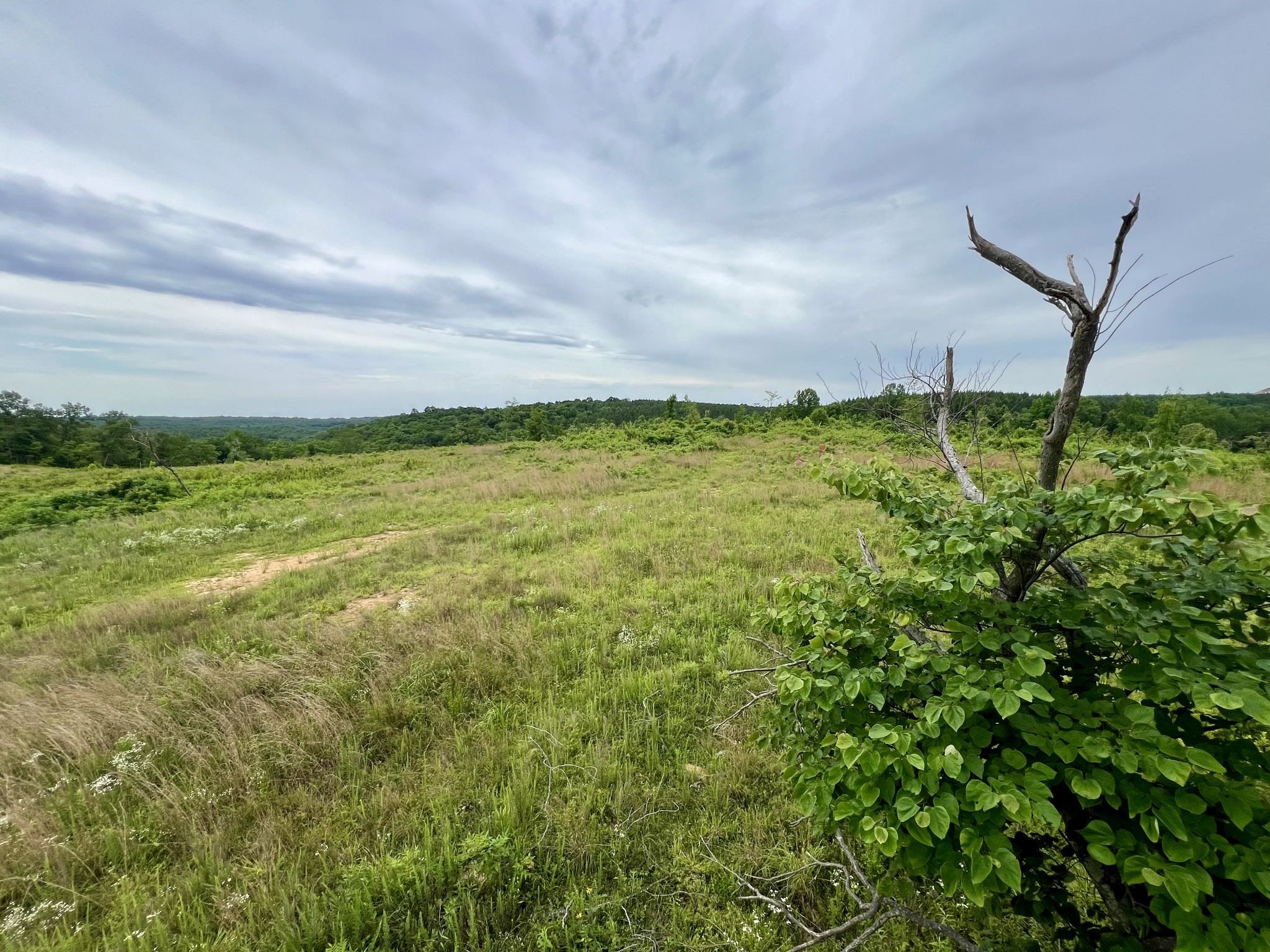 0 Sawdust Road Hurricane Mills, TN 37078 - Photo 1 of 22