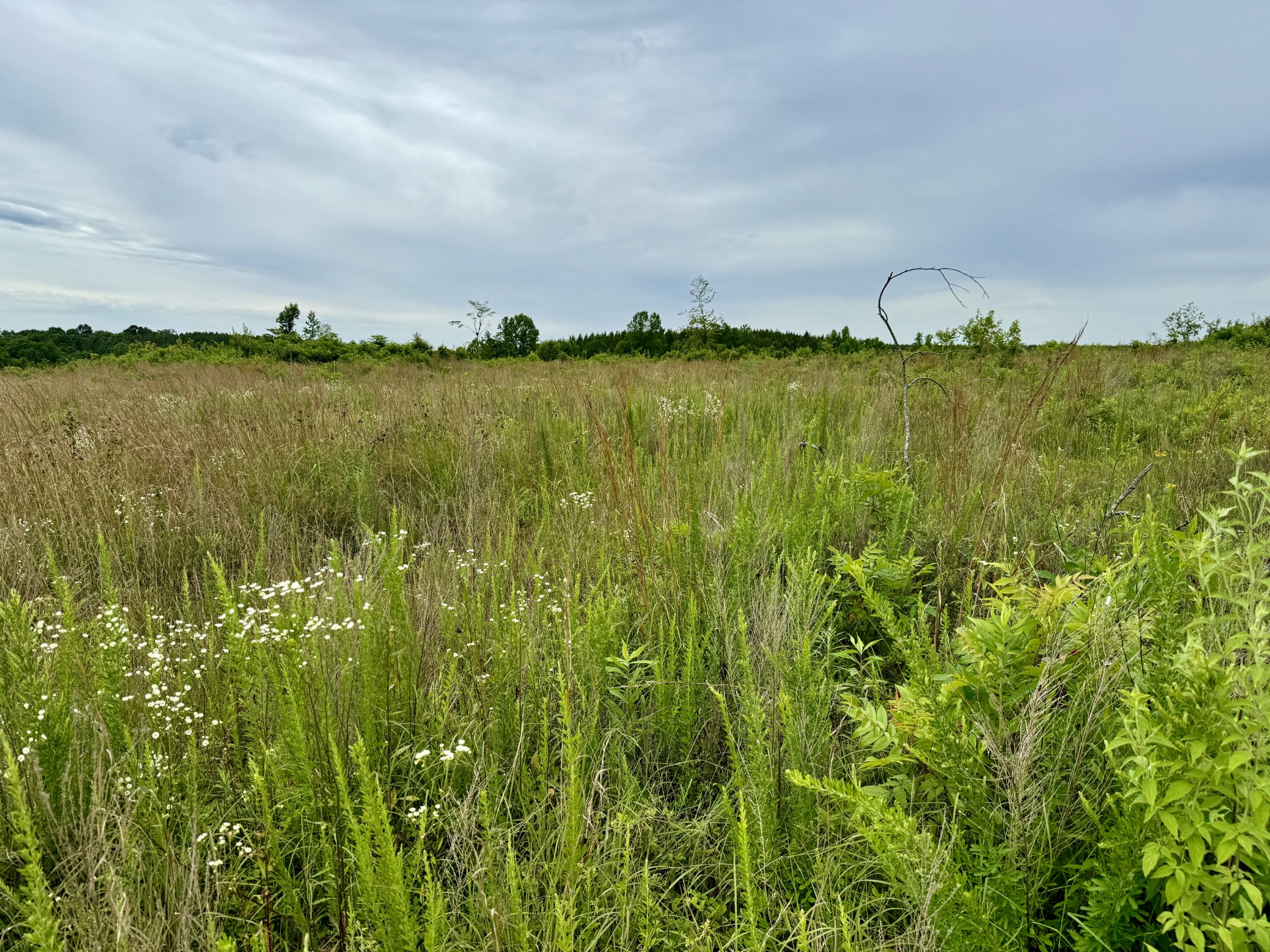 0 Sawdust Road Hurricane Mills, TN 37078 - Photo 15 of 22