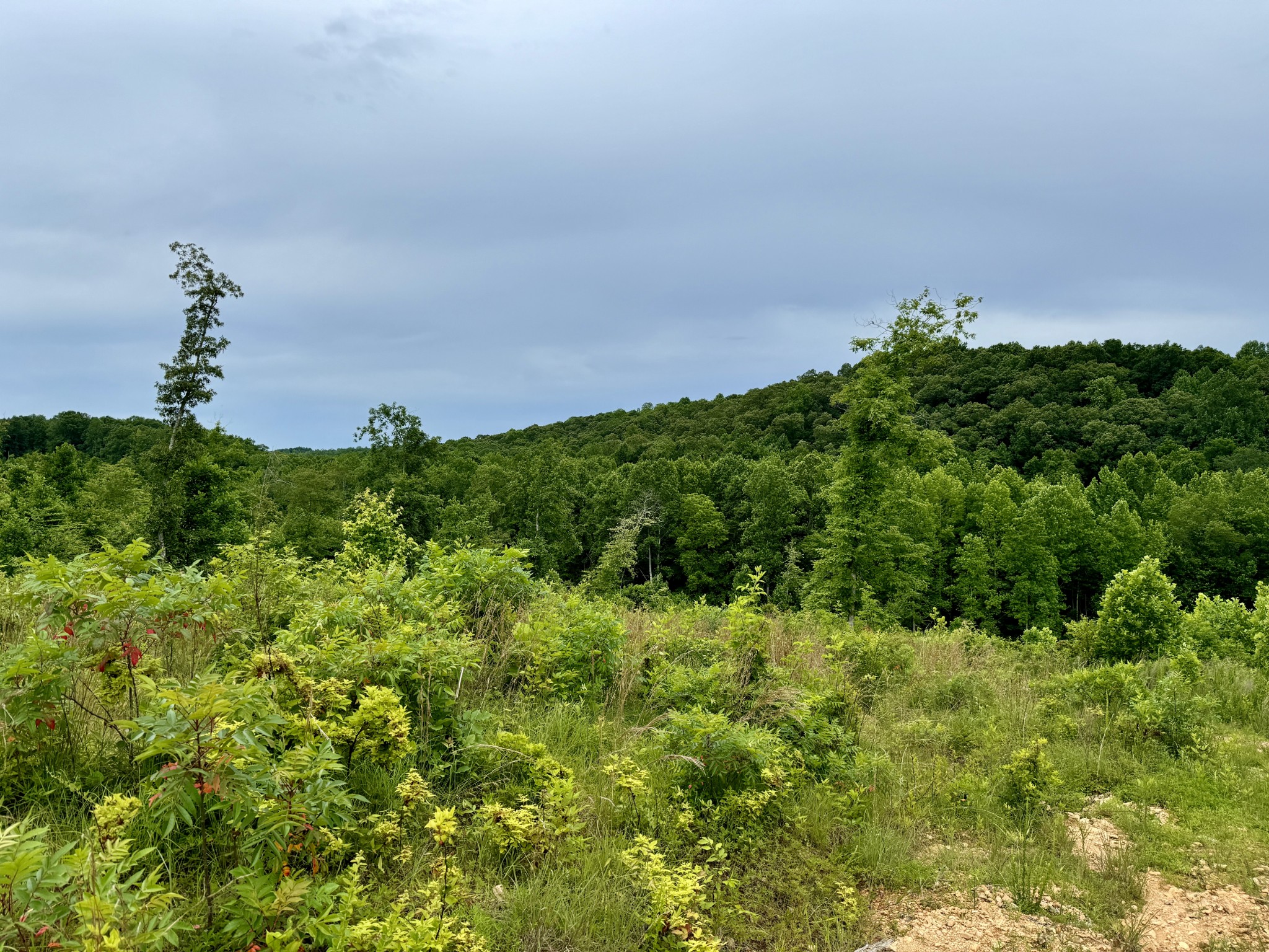 0 Sawdust Road Hurricane Mills, TN 37078 - Photo 16 of 22