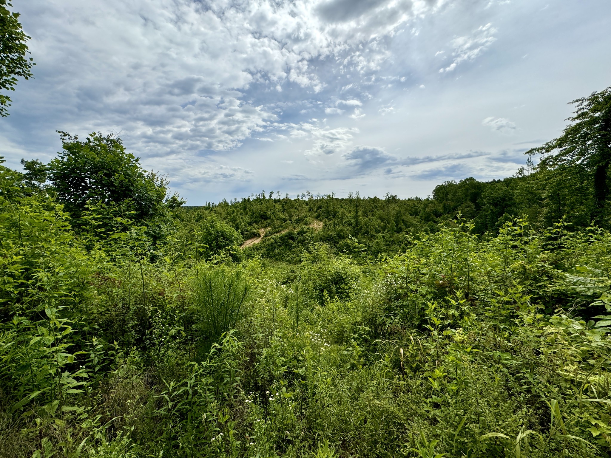 0 Sawdust Road Hurricane Mills, TN 37078 - Photo 19 of 22