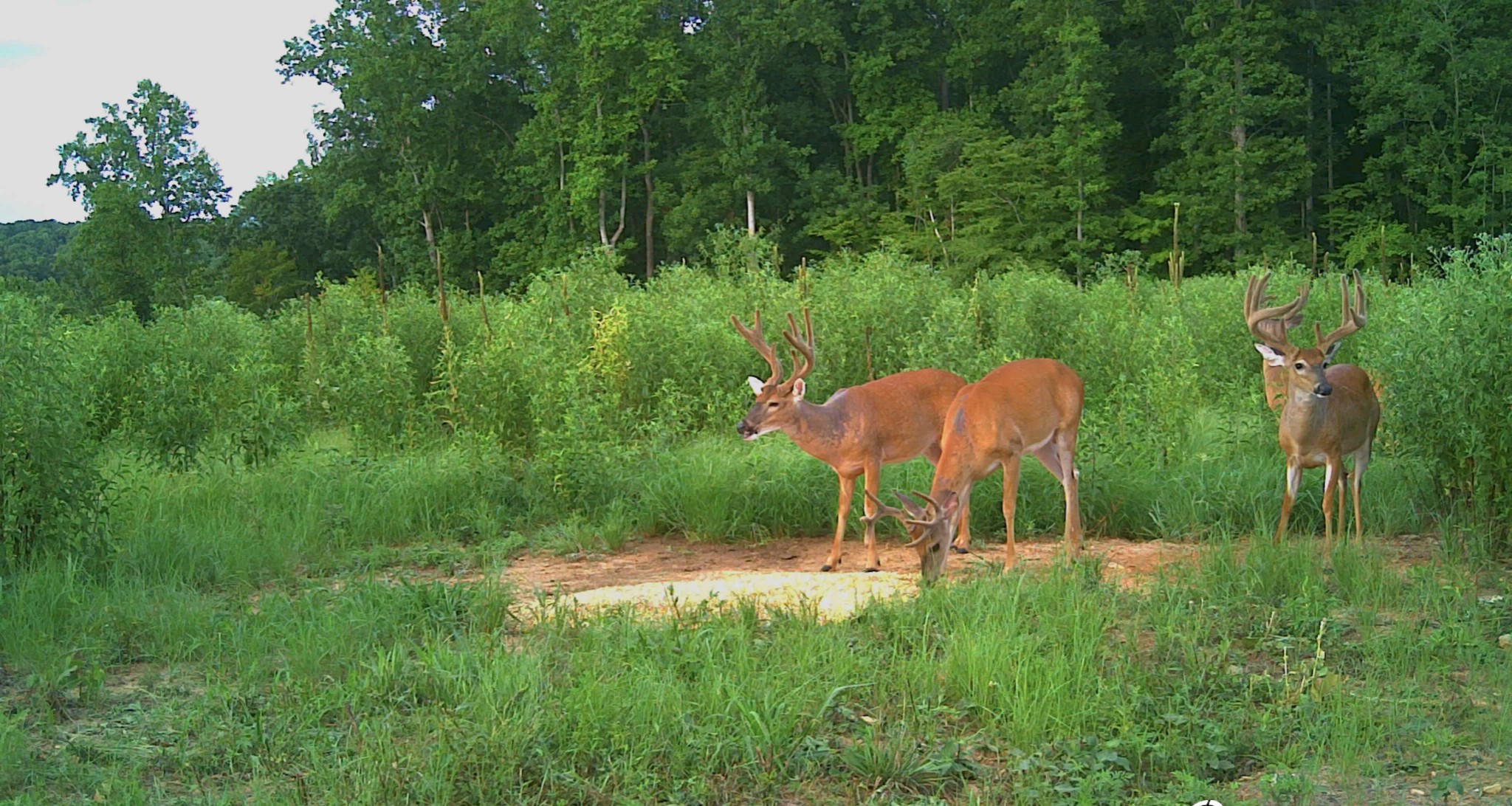 0 Sawdust Road Hurricane Mills, TN 37078 - Photo 2 of 22