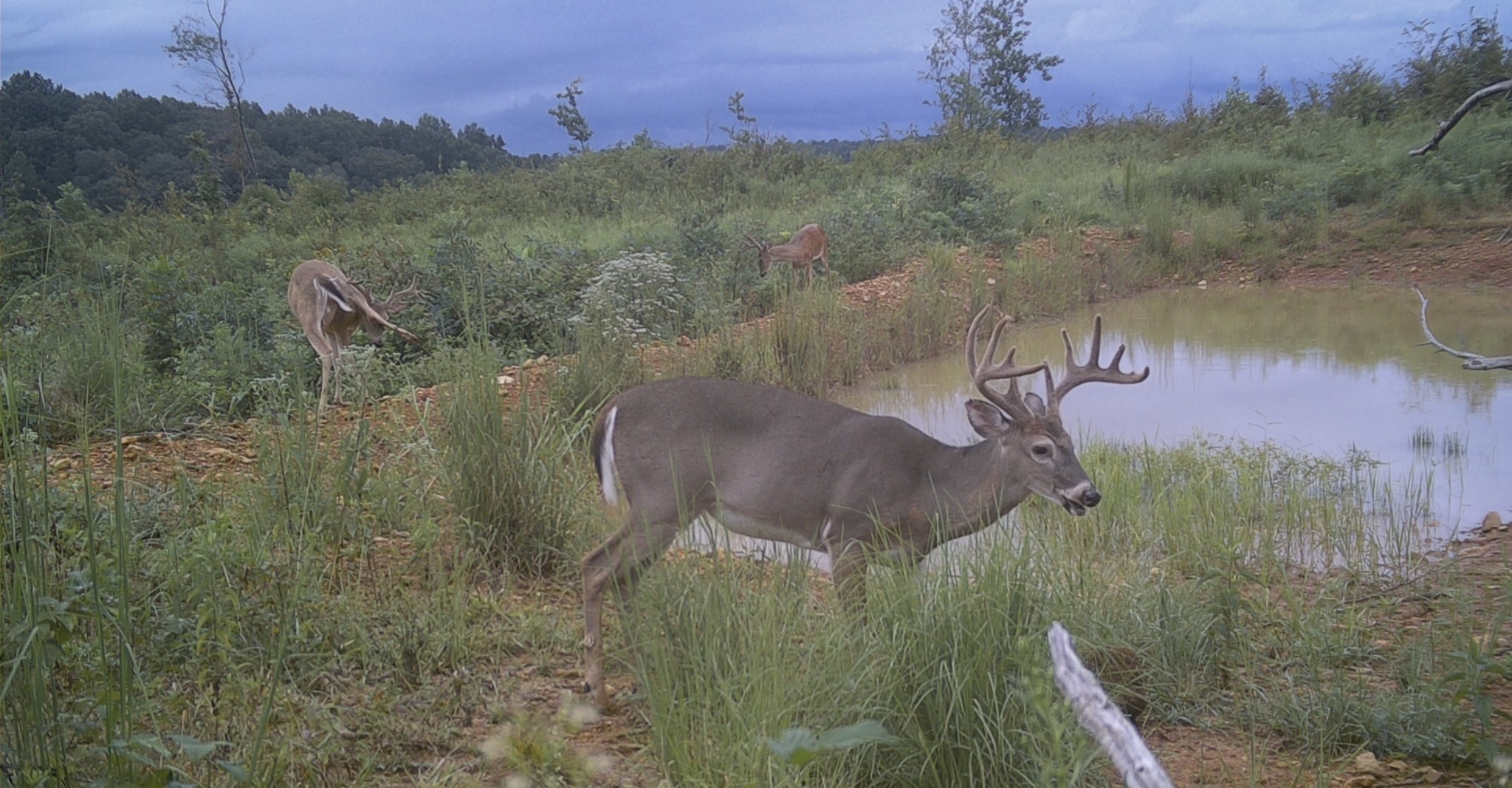 0 Sawdust Road Hurricane Mills, TN 37078 - Photo 3 of 22