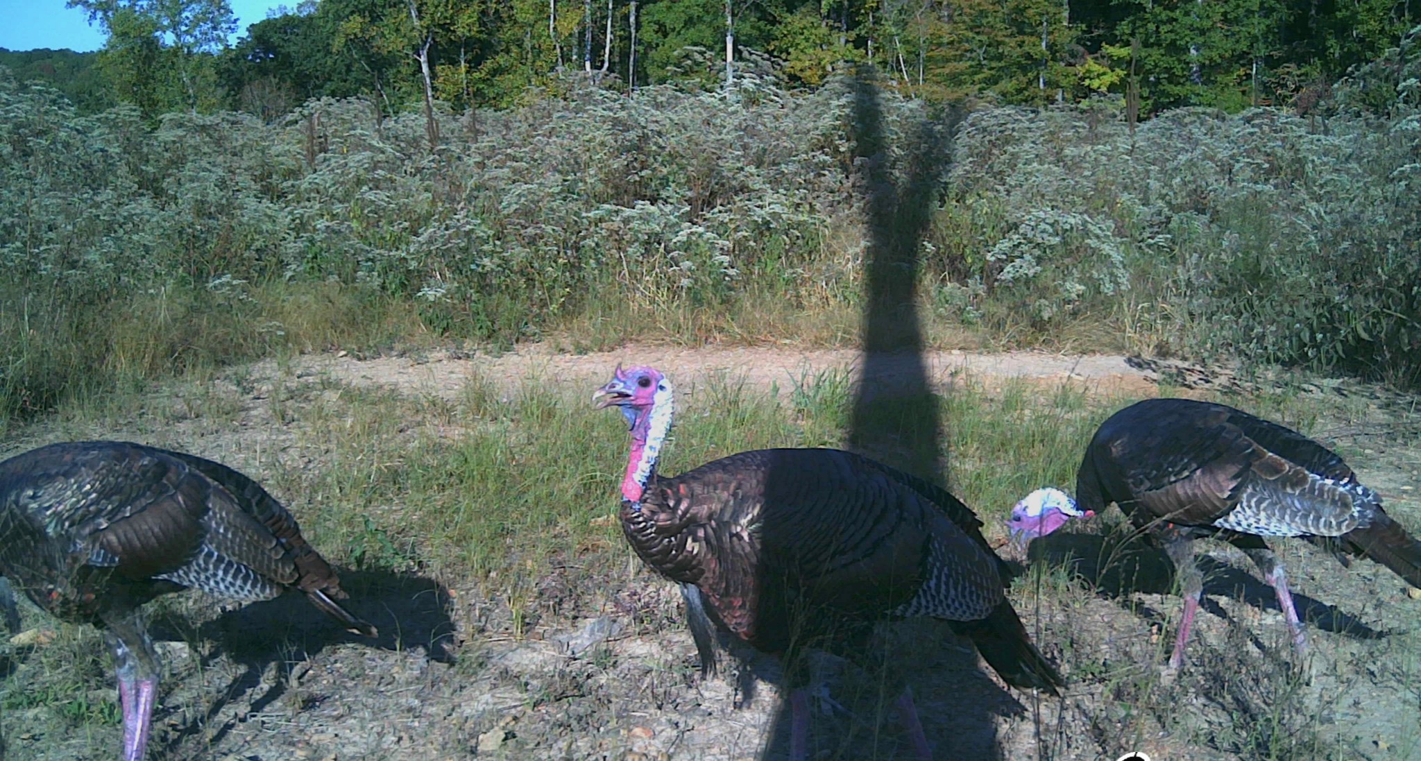 0 Sawdust Road Hurricane Mills, TN 37078 - Photo 7 of 22