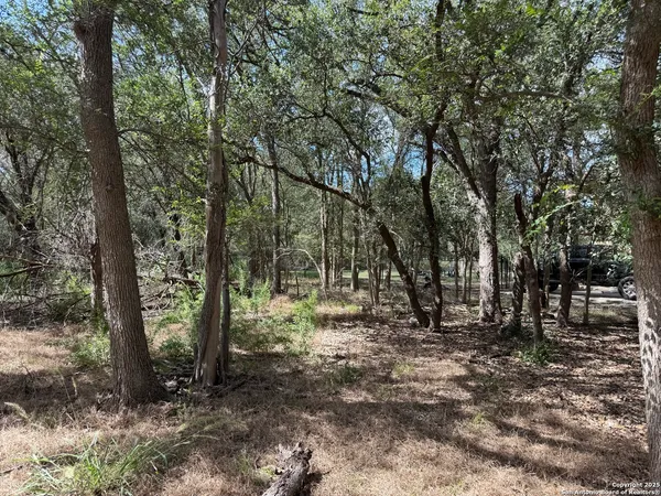 a view of forest