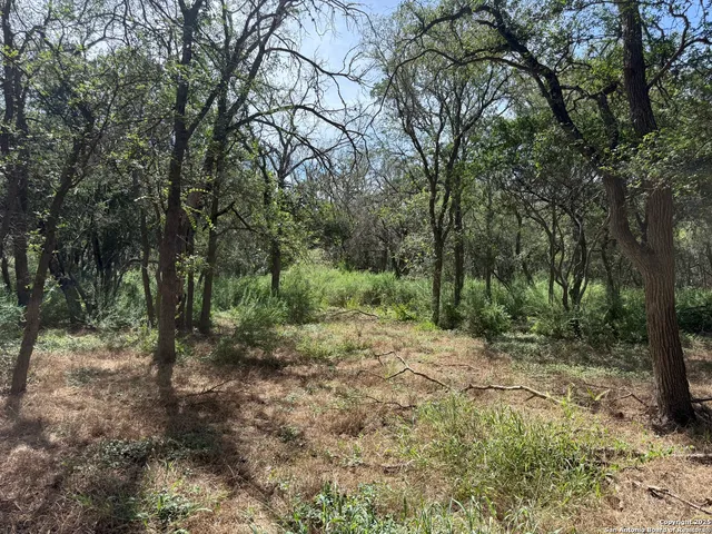 a view of a forest with trees in the background
