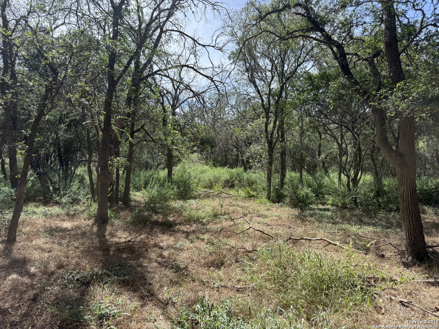 8403 Wild Wind Park Garden Ridge, TX 78266 - Photo 5 of 16 a view of a forest with trees in the background