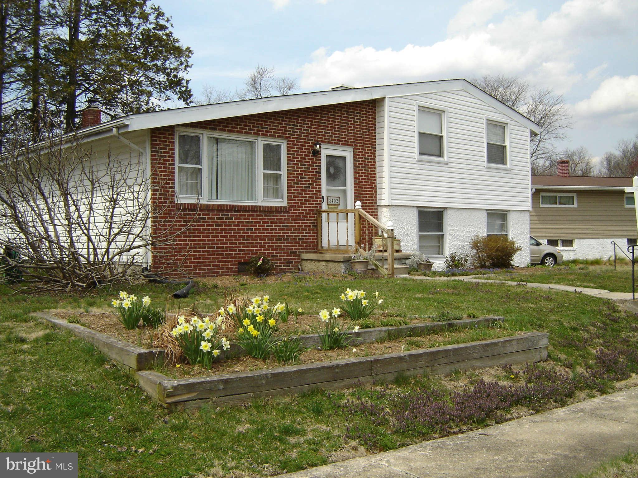 8402 Charlton Road Randallstown, MD 21133 - Photo 4 of 30 Daffodils Are Blooming!