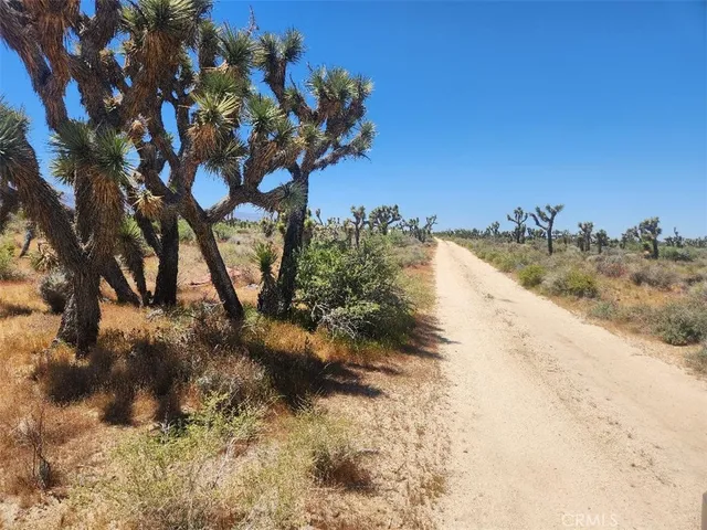 a view of a dry yard with lots of trees