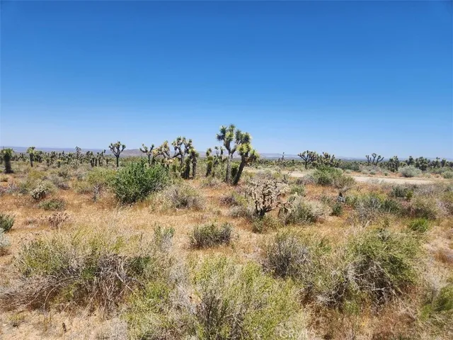 a view of a bunch of trees in a field