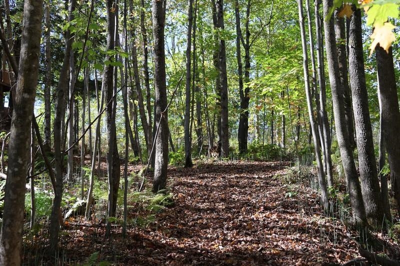 39142 North York Road High Bridge, WI 54846 - Photo 68 of 74