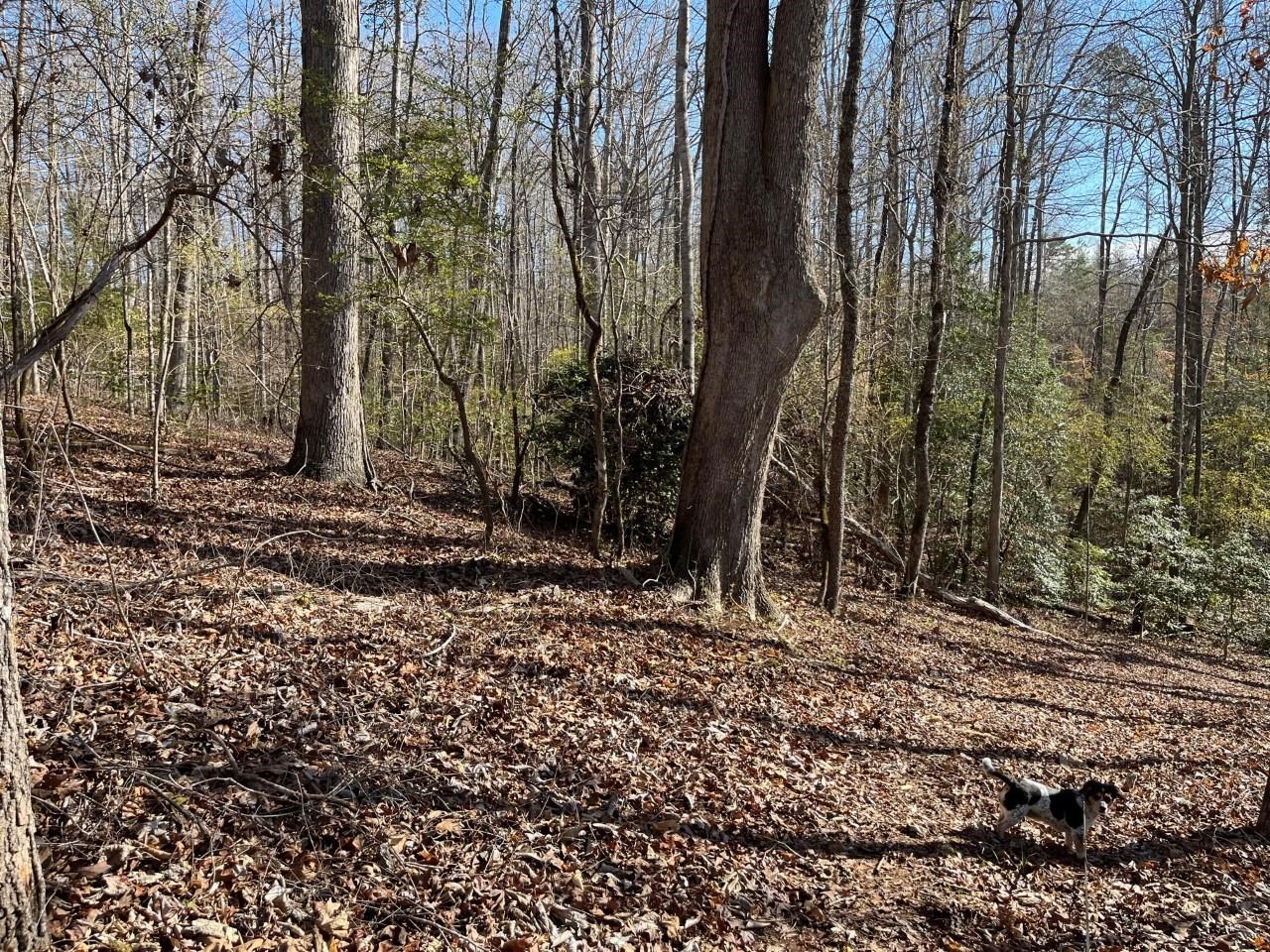 Coxe Road Tryon, NC 28782 - Photo 4 of 7