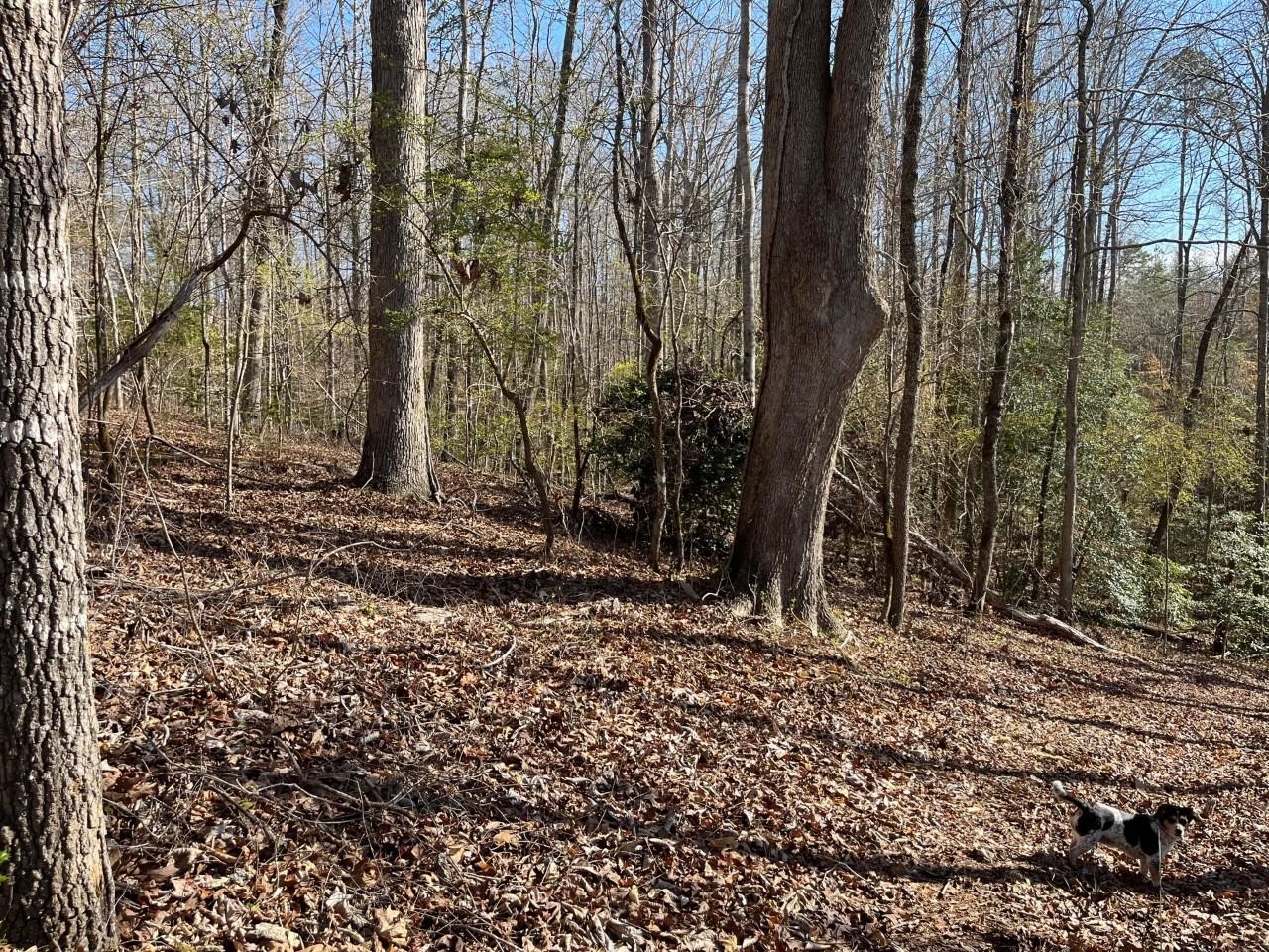 Coxe Road Tryon, NC 28782 - Photo 5 of 7