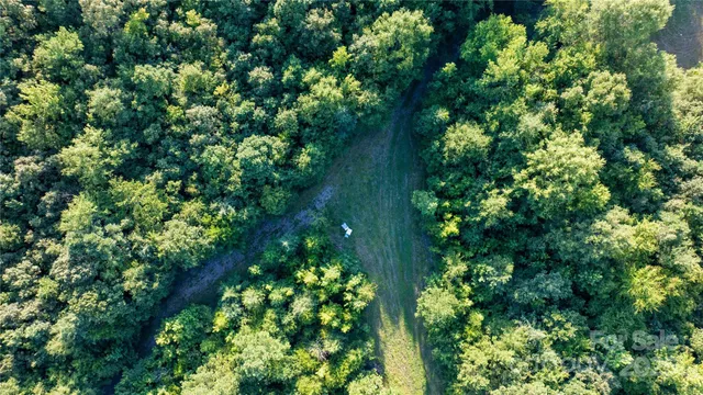 a plant with lots of trees